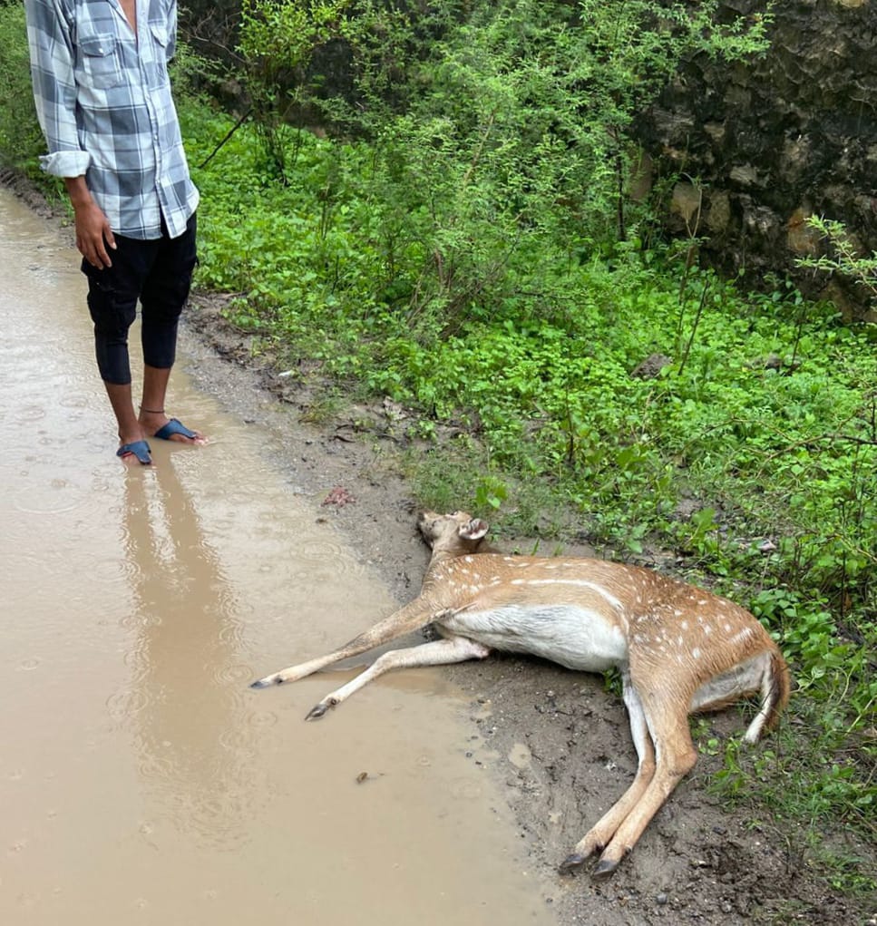 अनिल चावला और साहिल चक्रवर्ती की सतर्कता से बची वन्य जीव (हिरण) की जान