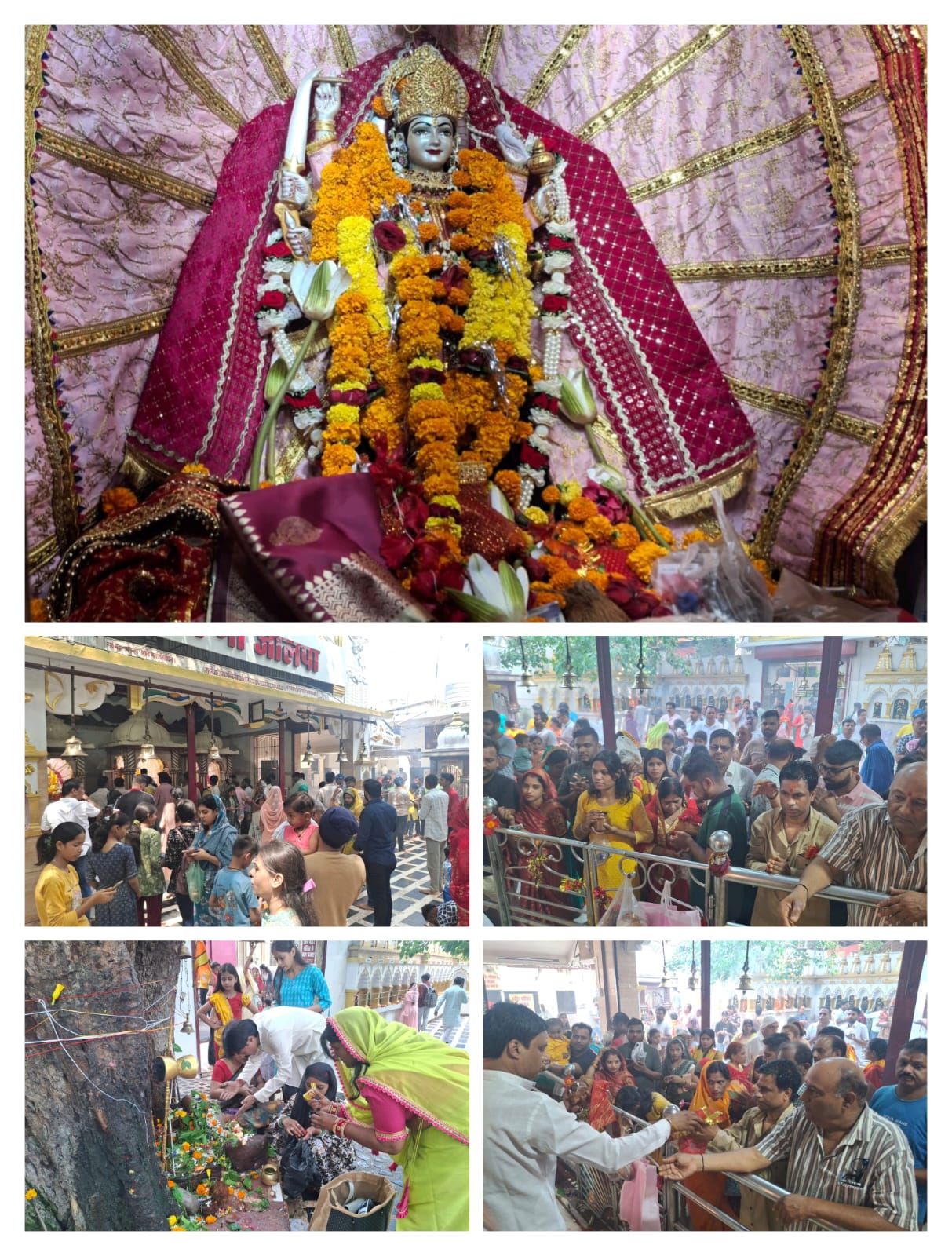 कटनी की रानी मां जालपा देवी दरबार में नवरात्रि का उत्सव, प्रथम दिन से ही भक्तों की भारी भीड़ 25 कटनी की रानी मां जालपा देवी दरबार में नवरात्रि का उत्सव, प्रथम दिन से ही भक्तों की भारी भीड़