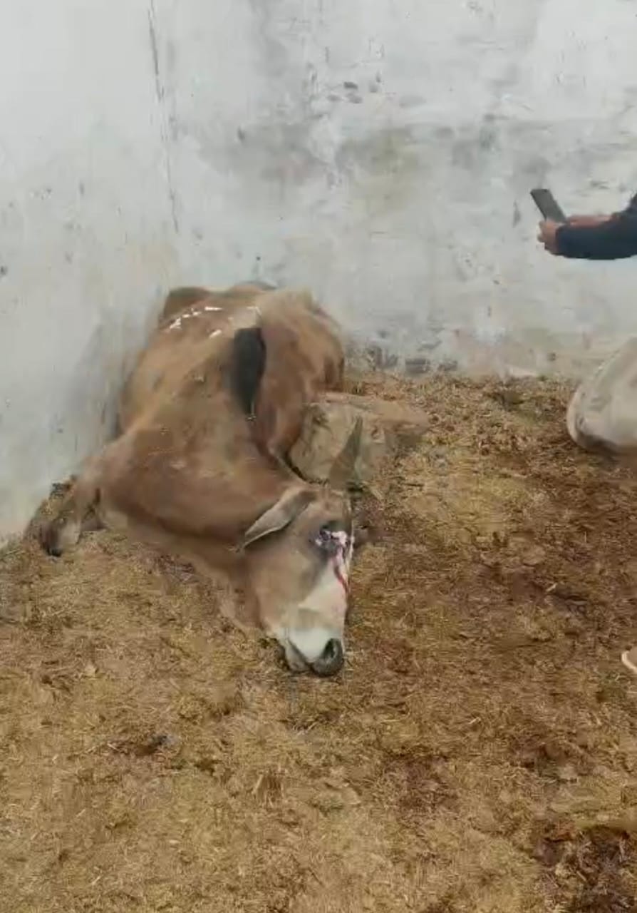 अमीरगंज गौशाला में अमानवीयता की हदें पार बीमार गाय तड़पती रही, इलाज न भोजन -कीड़ों से सड़ते शरीर, प्रशासन मौन 20 अमीरगंज गौशाला में अमानवीयता की हदें पार बीमार गाय तड़पती रही, इलाज न भोजन -कीड़ों से सड़ते शरीर, प्रशासन मौन
