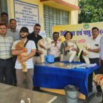 जिला पशु चिकित्सालय कटनी में विश्व रेबीज दिवस पर 42 स्वान एवं बिल्लियों का टीकाकरण